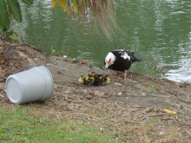 The ducklings reunited with their mother.