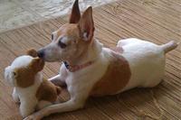 Lil' playing with a toy.