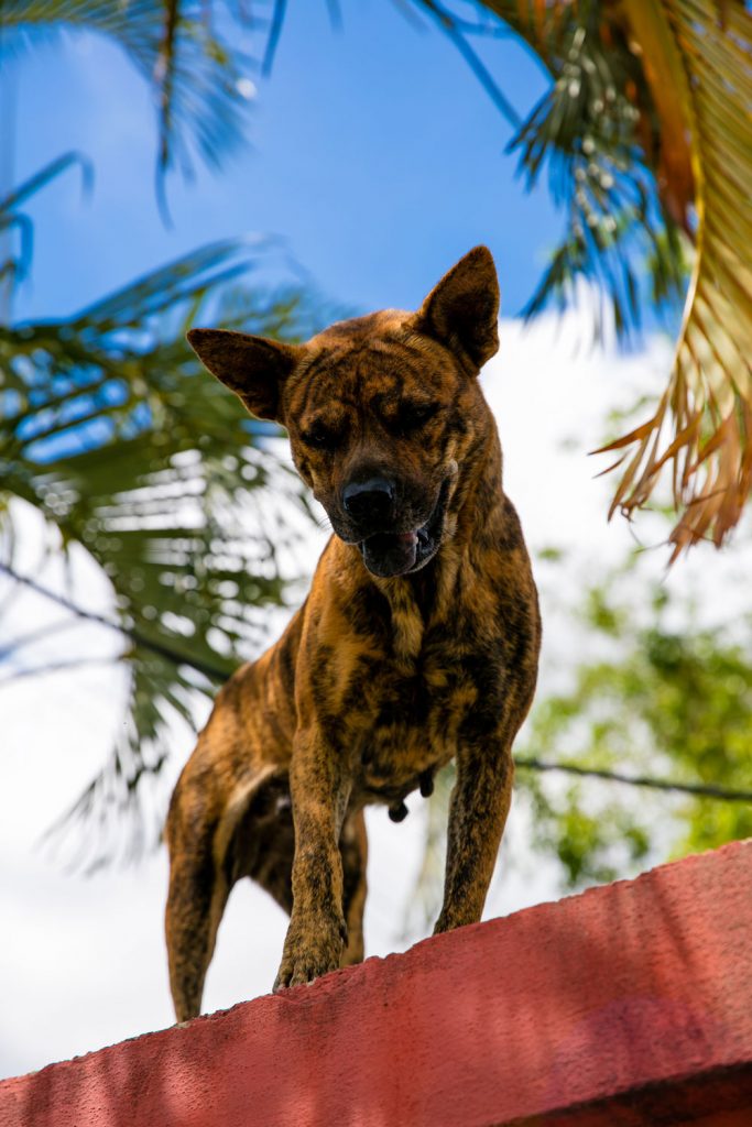 A dog on top of a roof.