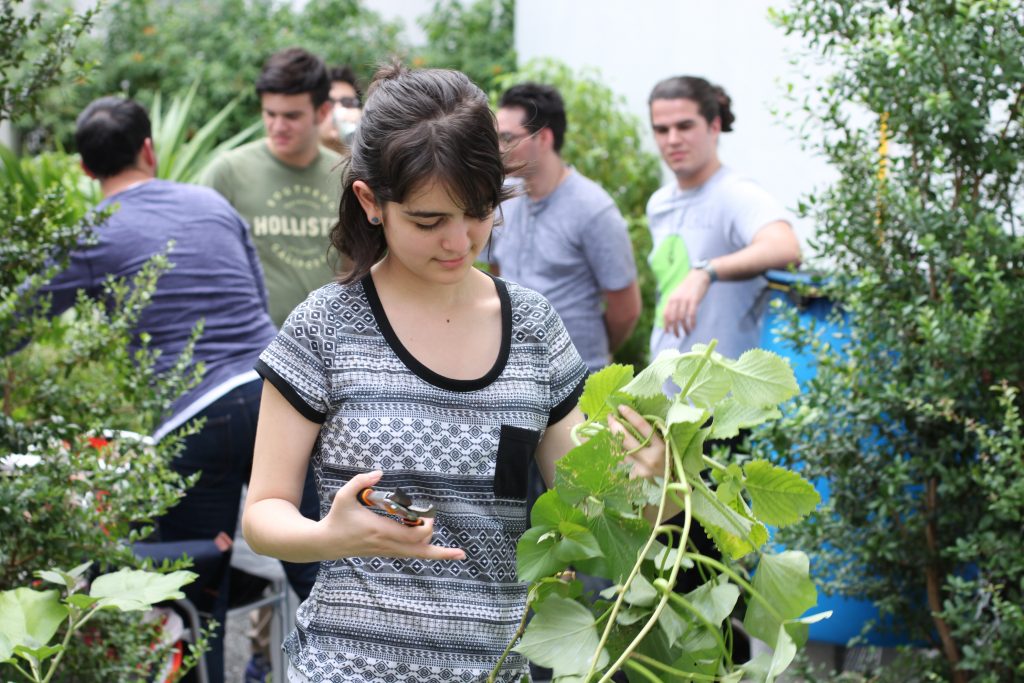 Arelys Prado removing vines from the Zen Garden.