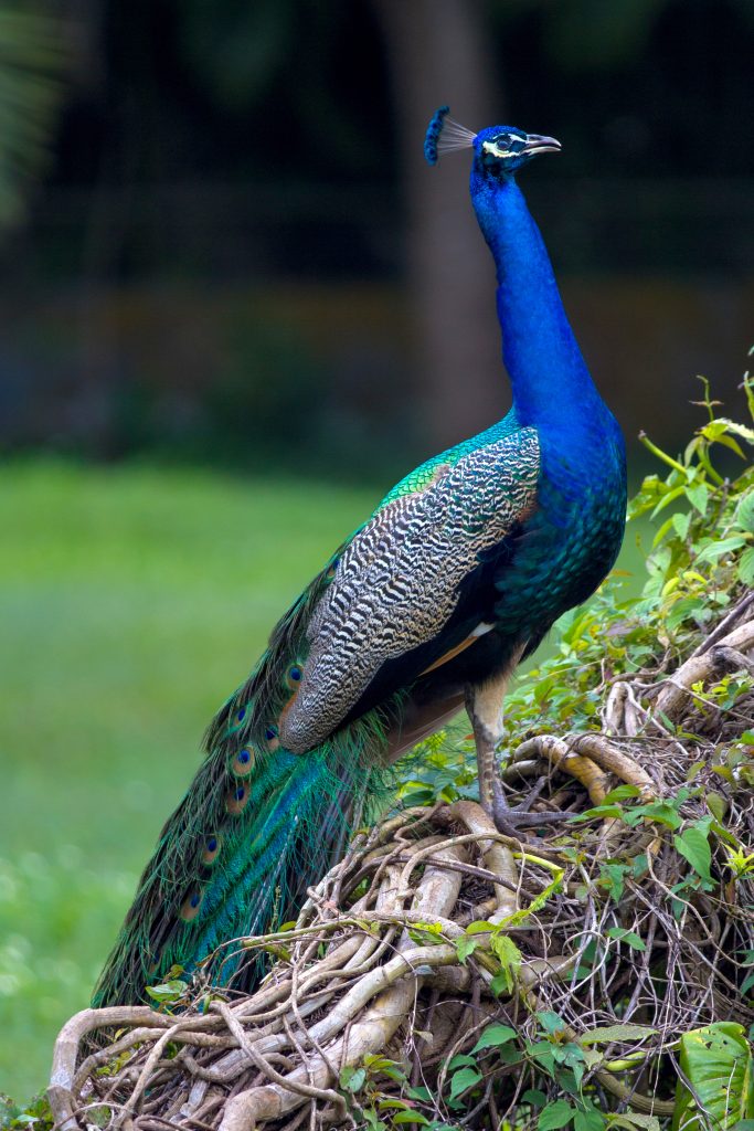 One of the peacocks of the property.