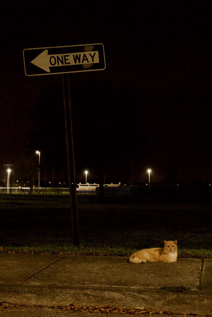 A cat resting on the sidewalk..