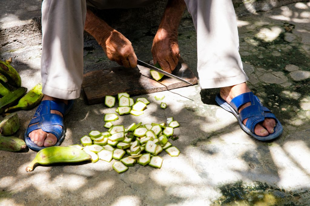A pig farmer cutting some green plantains to give to his pigs. Cuba