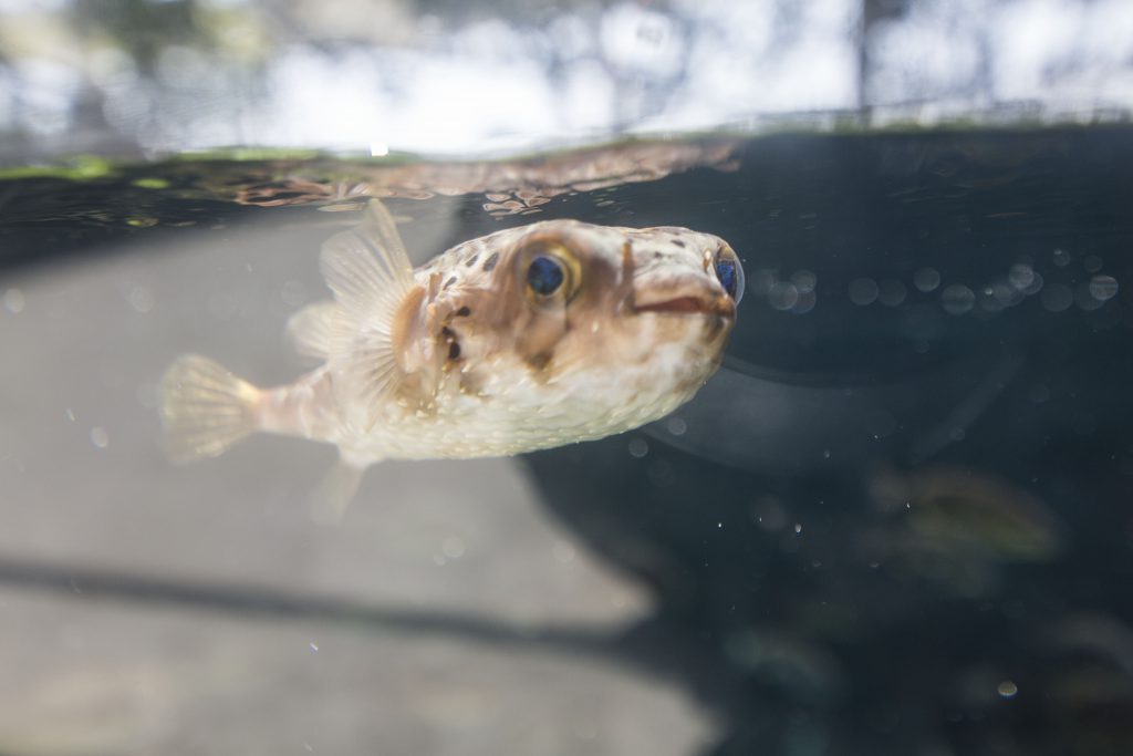 Photo of a small blowfish.