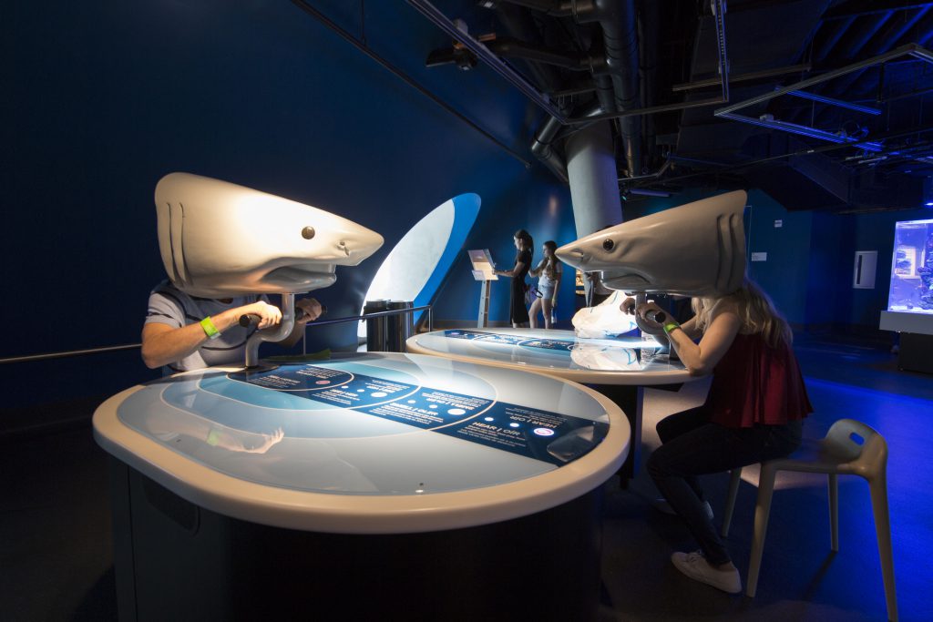 Visitors learning about sharks' sensory.