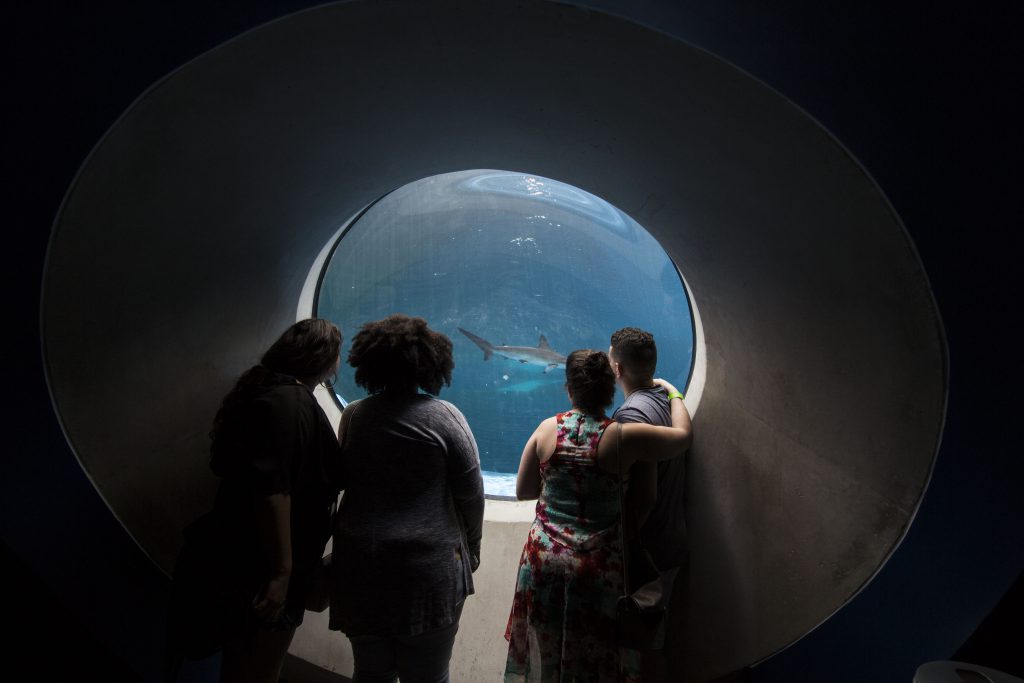 Visitors looking at the sharks.